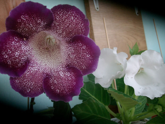 SANY5798 - Gloxinia-2013
