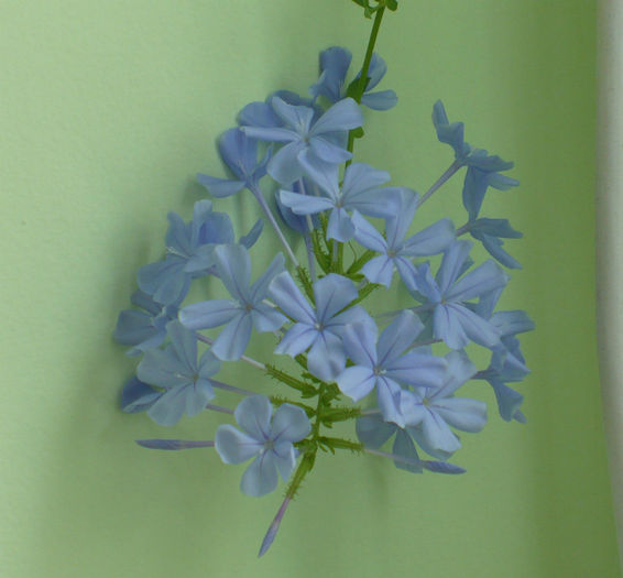 P1460933 - Plumbago 2012 -2013