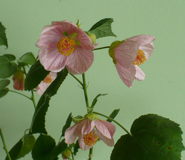 abutilon roz