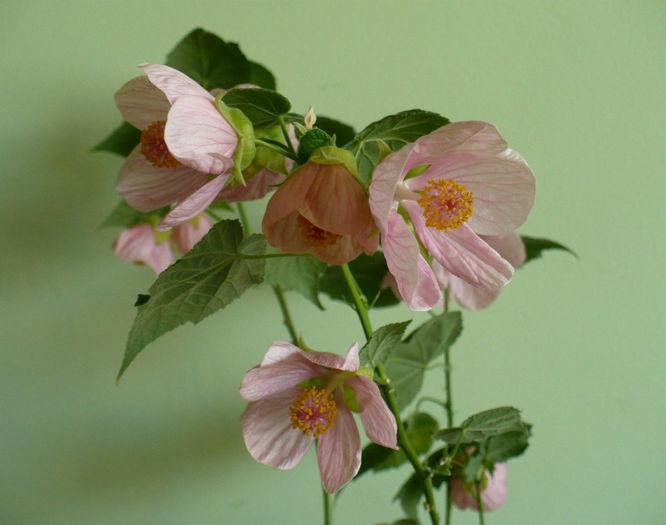 abutilon roz