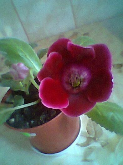 Fotogr.0775 - Gloxinii