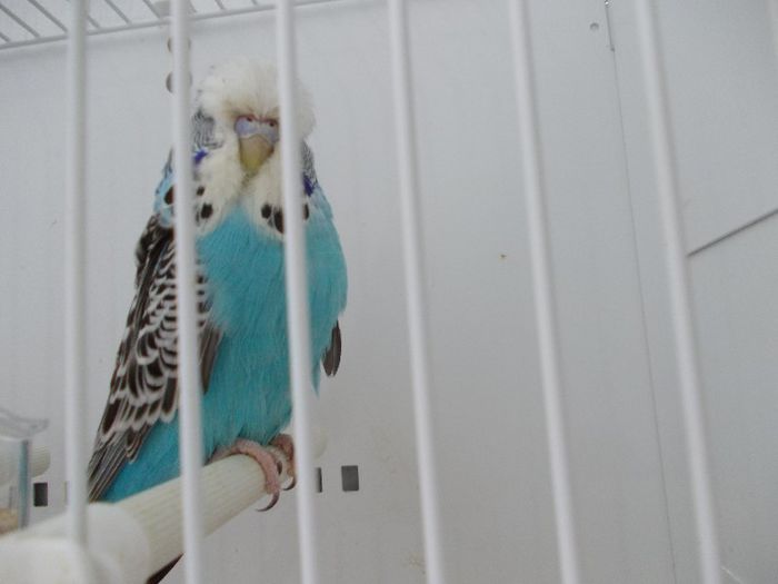 DSCN1963 - 7-Perusi standard august 13