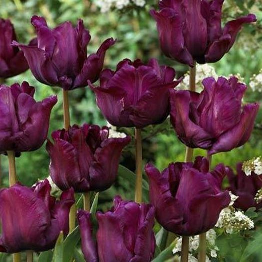 Tulipa Muriel