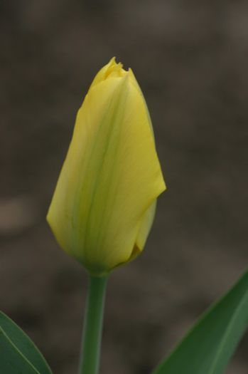 Candela
