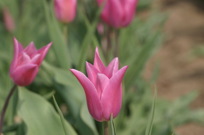 China Pink