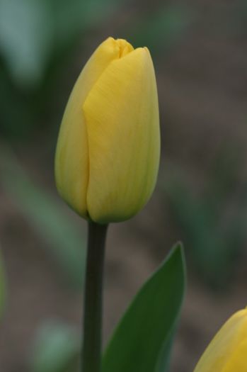 Golden Aperloorn (1)