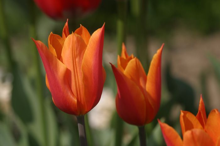 Lily Fire