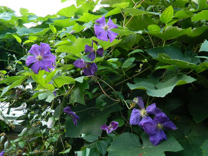 DSCN9185 - AUGUST 2013