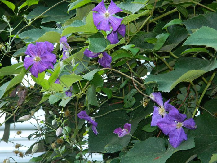 DSCN9186 - AUGUST 2013