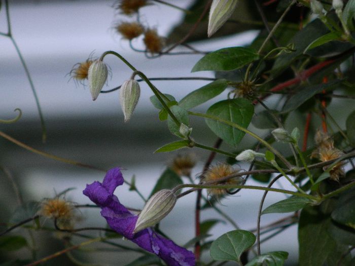 DSCN9187 - AUGUST 2013