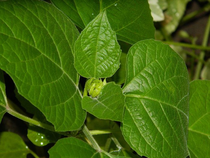 DSCN9235 surpriza,Doina draga!