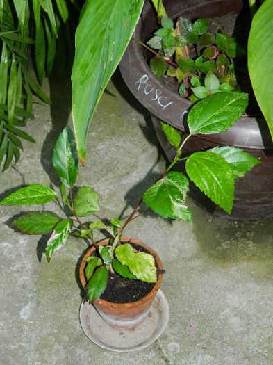 DSCN9256Este superb,Emilia draga