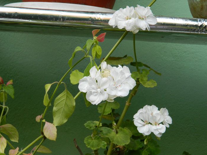 DSCN9259 - AUGUST 2013