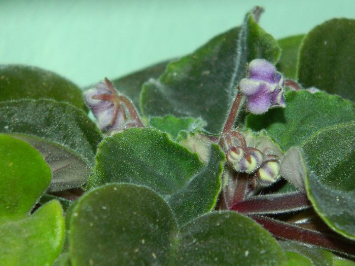 DSCN9262 - AUGUST 2013