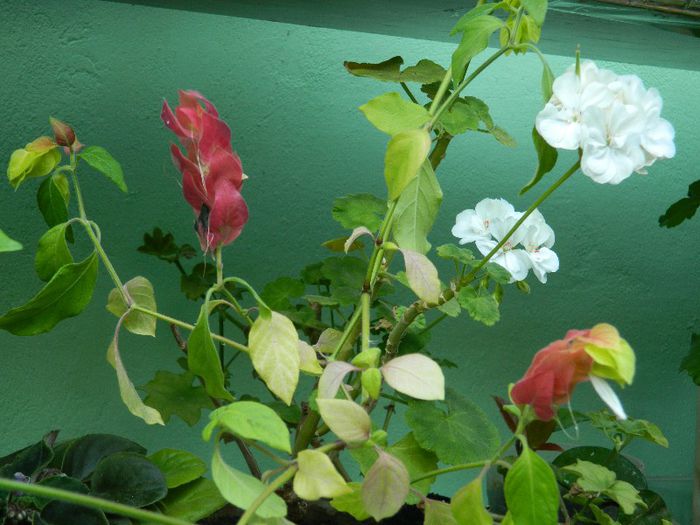 DSCN9264 - AUGUST 2013