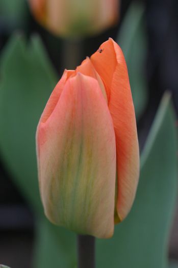 Orange Emperor (1)