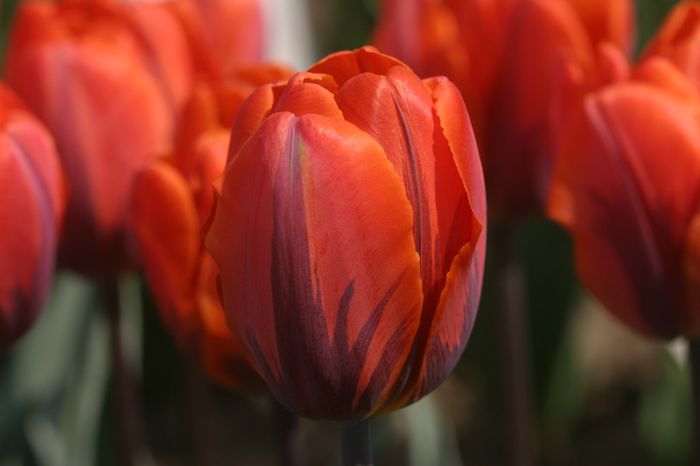 Orange Princess (1)