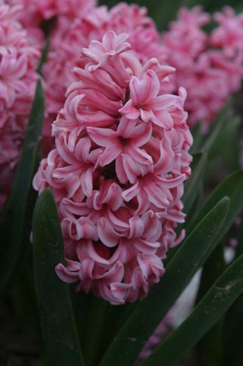 Pink Pearl (1)