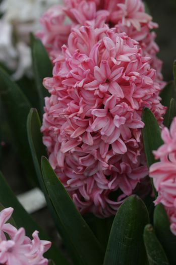 Pink Pearl (2)