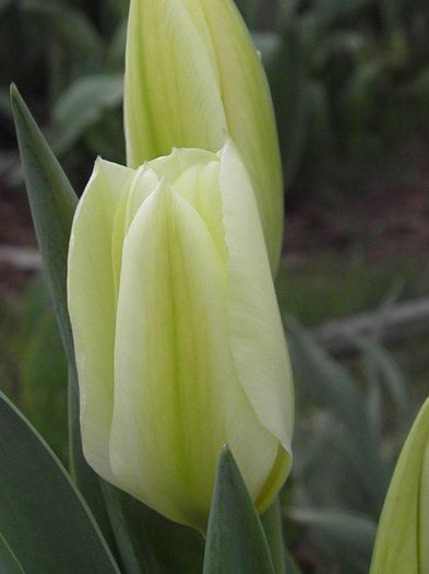 Purissima (2)