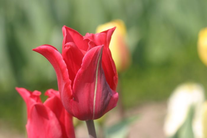 Red Shine