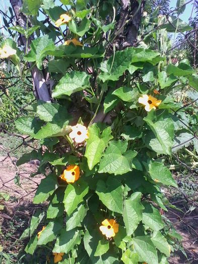 Picture 373 - flori de gradina 2013