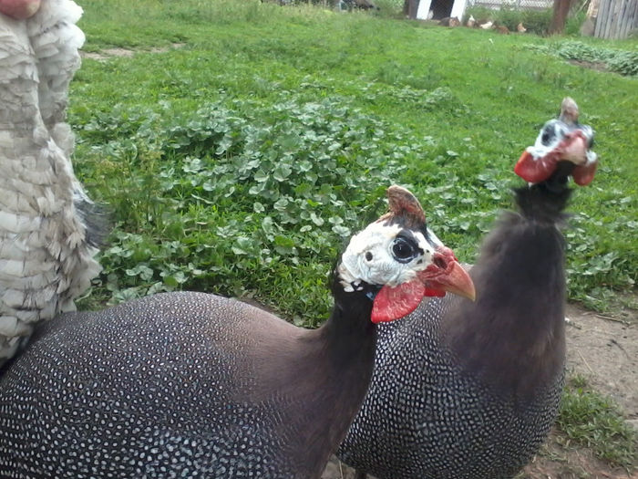 Bibilici; 2013-05-30 11.42.30
