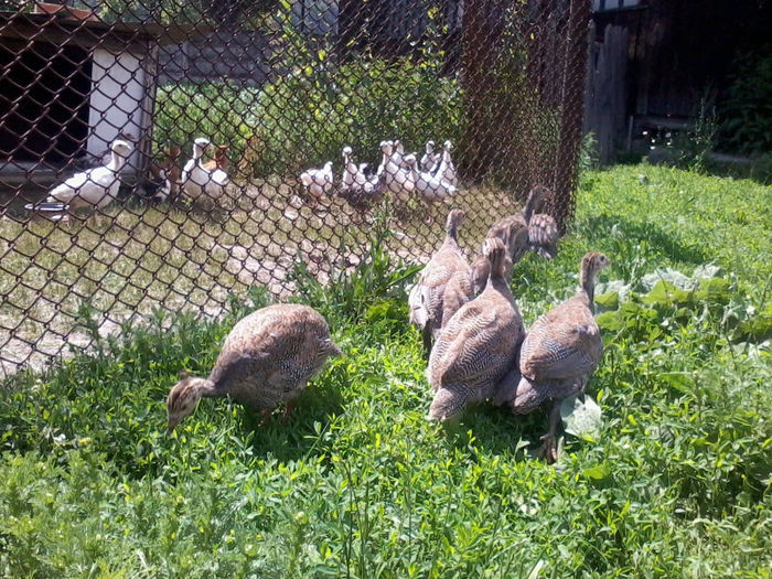Bibilici; 2013-06-10 15.21.45
