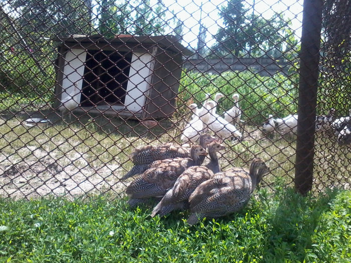 Bibilici; 2013-06-10 15.22.27
