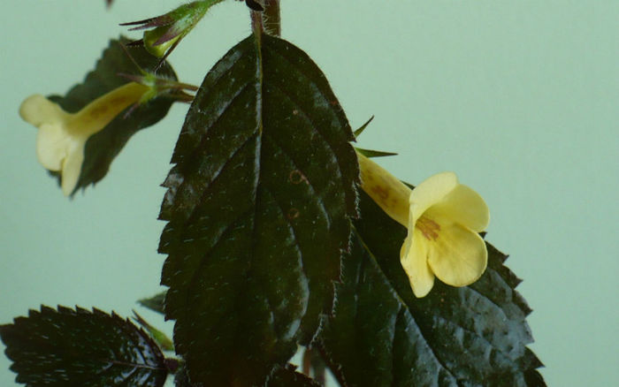 P1470154 - Achimenes 2013