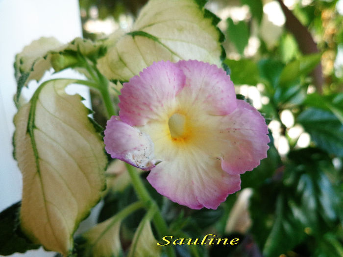 Sauline1(8-08-2013)