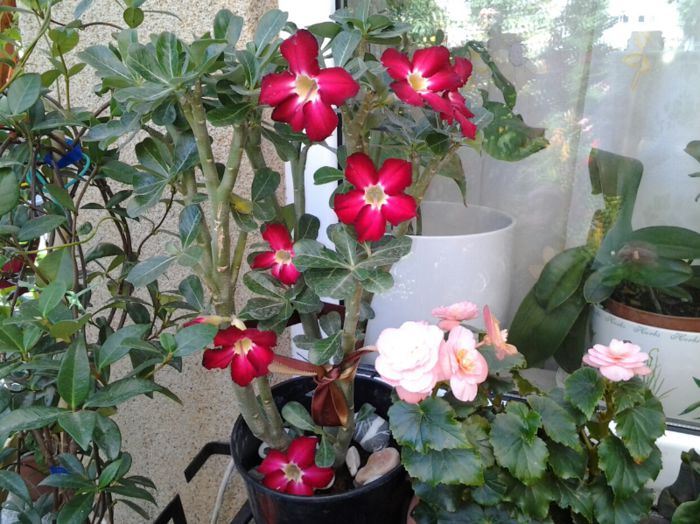 20130807_113725(1) - 1  adenium 2013