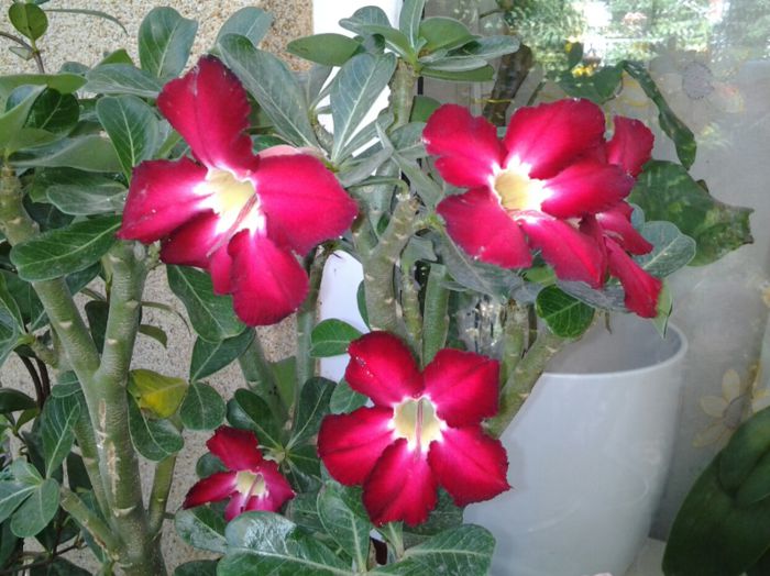 20130807_113732(1) - 1  adenium 2013