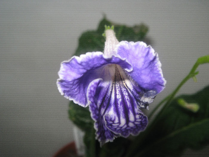  - streptocarpus Geronimo