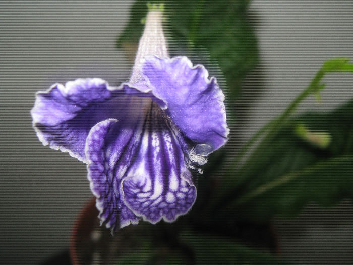  - streptocarpus Geronimo