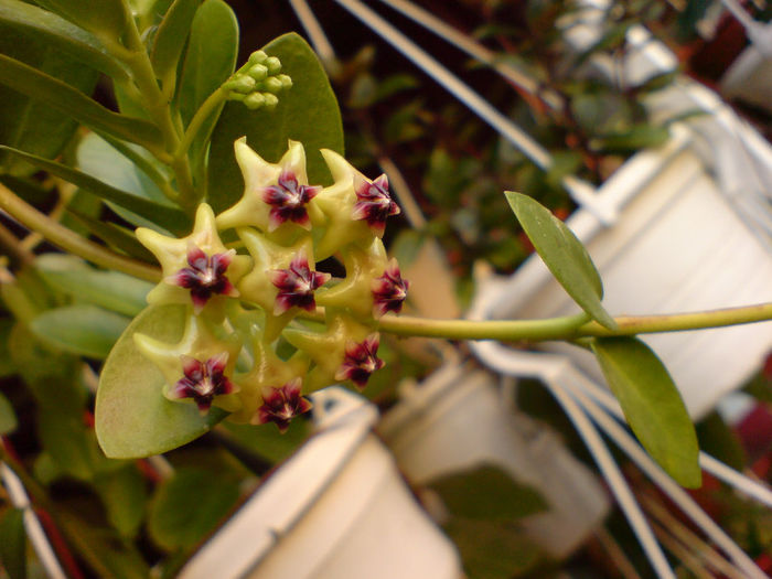 Hoya Cummingiana la GetaV
