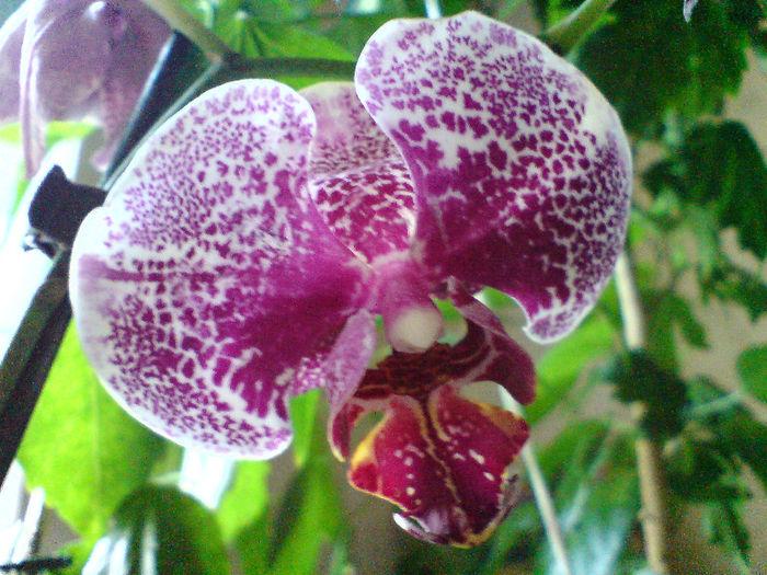 De la Baumax oferta 9.99