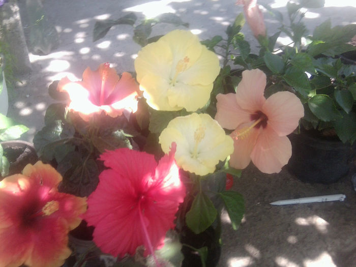 Fotografie5438 - hibiscusi 2013-2