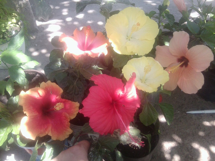 Fotografie5439 - hibiscusi 2013-2