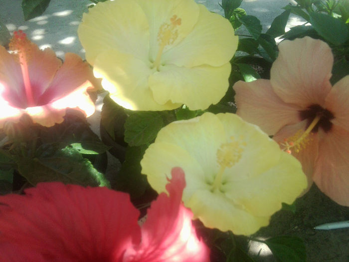 Fotografie5442 - hibiscusi 2013-2
