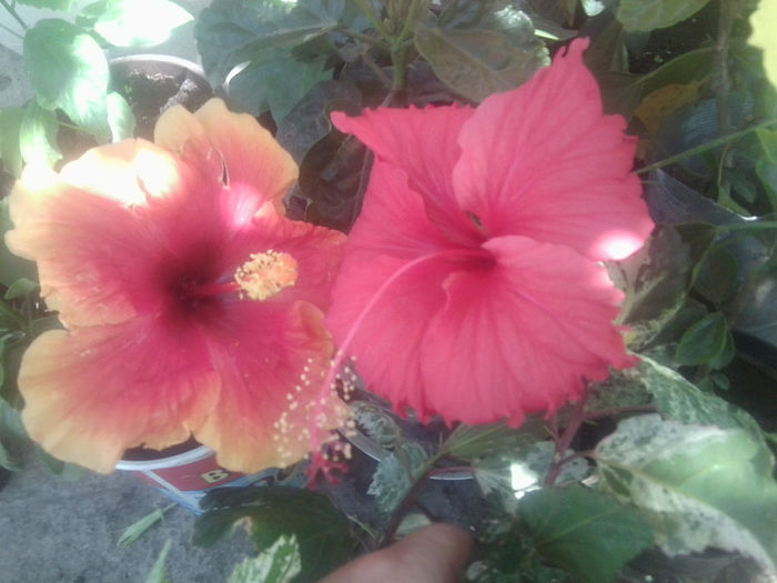 Fotografie5445 - hibiscusi 2013-2