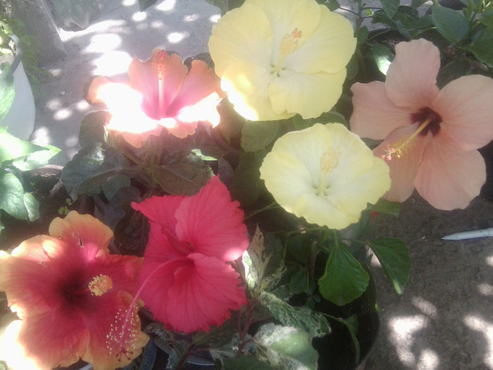 Fotografie5446 - hibiscusi 2013-2