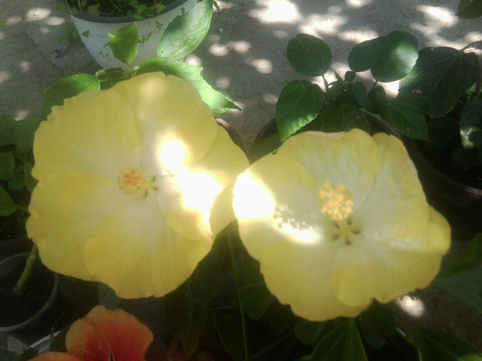 Fotografie5453 - hibiscusi 2013-2