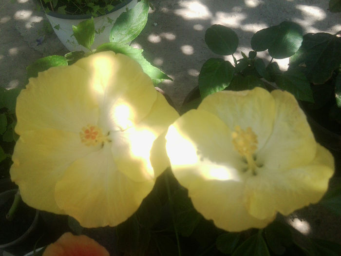 Fotografie5454 - hibiscusi 2013-2