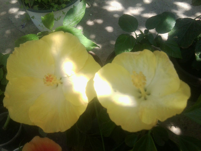 Fotografie5455 - hibiscusi 2013-2