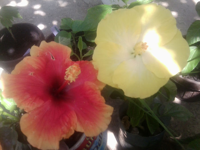 Fotografie5460 - hibiscusi 2013-2