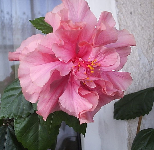 08.08.2013 - Hibiscus 2013