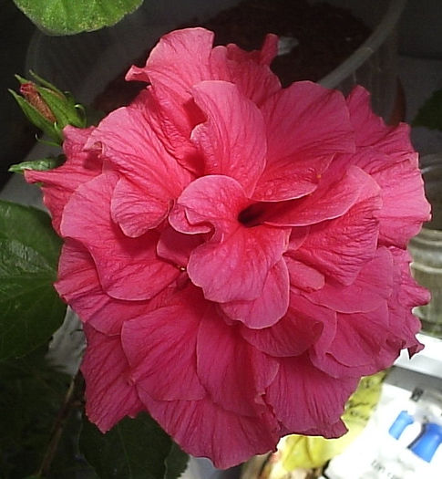08.08.2013 - Hibiscus 2013