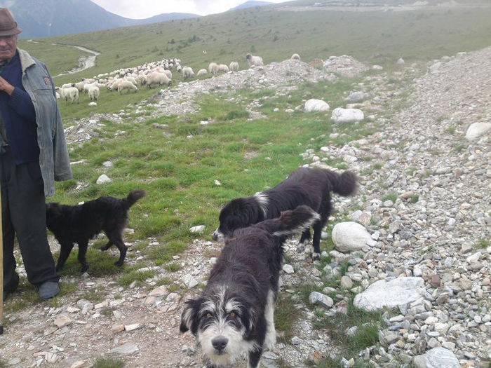  - D2 CAINI CIOBANESTI DIN ALTE ZONE