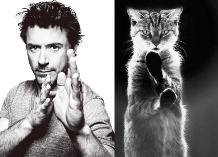 40 - Hot Guys and Cats Striking
